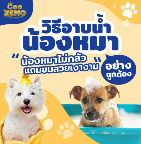 วิธีอาบน้ำน้องหมาอย่างถูกต้อง น้องหมาไม่กลั