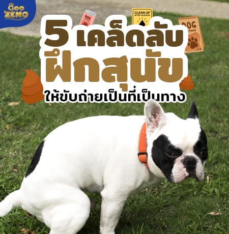 ฝึกน้องหมาเข้าห้องน้ำด้วยตัวเอง บ้านสะอาดไม่เลอะเทอะ ไม่ต้องคอยตามเช็ด
