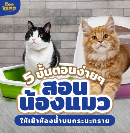 ขั้นตอนง่ายๆ สอนน้องแมวให้เข้าห้องน้ำบนกระบะทราย