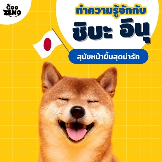 สุนัขสายพันธุ์ ชิบะ อินุ