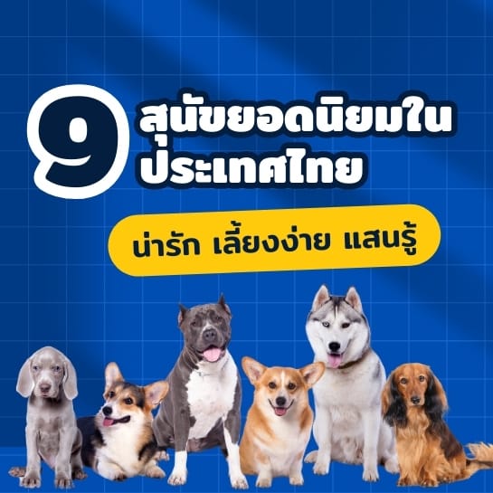 สุนัขยอดนิยมในประเทศไทย
