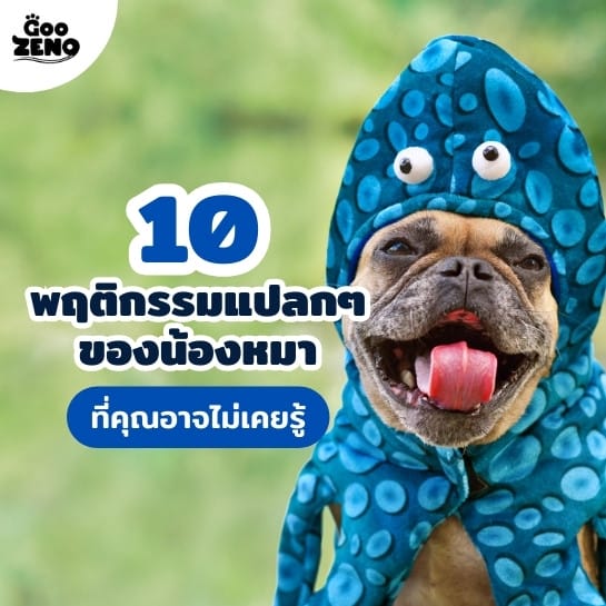 10 พฤติกรรมแปลกๆ ของน้องหมา ที่คุณอาจไม่เคยรู้
